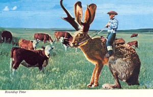 The back of this postcard says, "This rare species of Jackalope used in cattle roundups are very dependable and easily trained. A breed of Antelope and Jackrabbit. their cries often sound human and tuneful, probably form hearing cowboy songs at roundup time." I'm sure this is totally not bullshit (it is since rabbits can't be that huge).