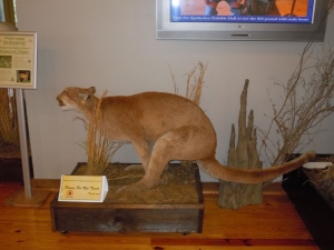 Now I wonder if the taxidermist wanted to show movement but somehow ended putting the cougar in a shitting position instead. Still, it's pretty damn funny and will probably get a lot of museum visitors.