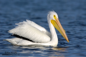 Though the Brown Pelican is the Louisiana state bird, it doesn't spend a lot of time in the state nor does it appear on the state flag. However, the American While Pelican does as a winter visitor and the pelican on Louisiana's state flag is certainly white. So perhaps the Pelican State should try this pelican as their state bird instead.