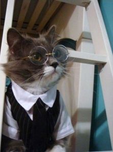 It's a cat that's dressed up as Harry Potter. But at least it won't mind having a room under the stairs.